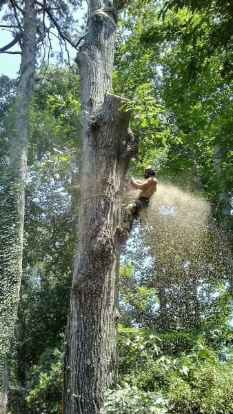 A Top to Bottom Tree & Lawn Service LLC