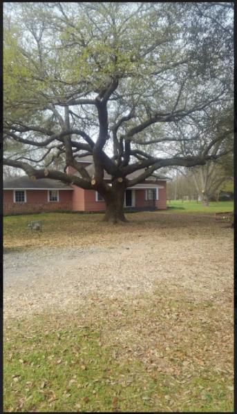 Moon Tree Services