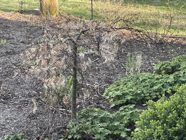 Narnia Landscaping