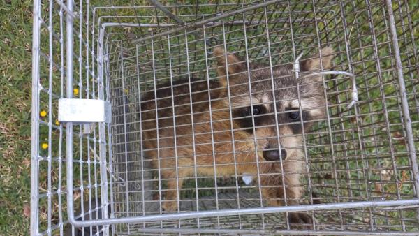All Around Animal Control