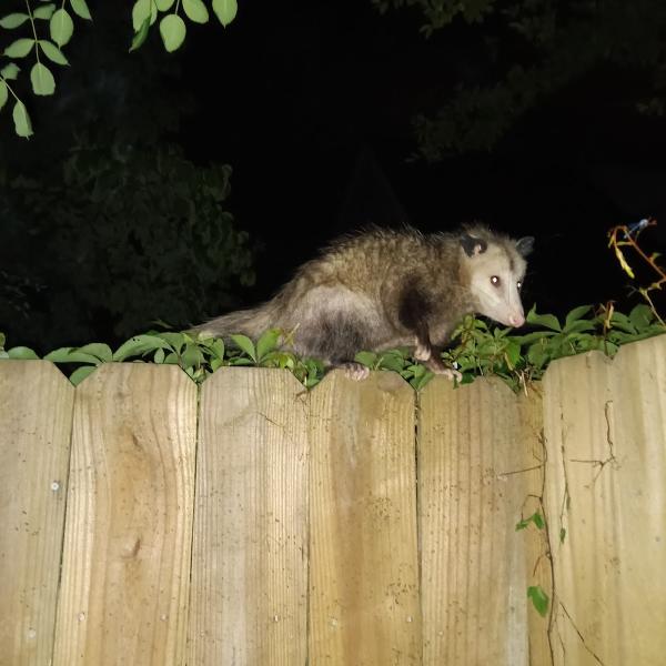 All Around Animal Control