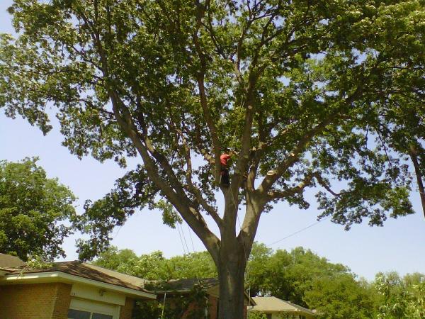 Artisan Tree Service