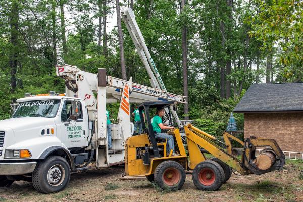 Tree Doctor Tree Services
