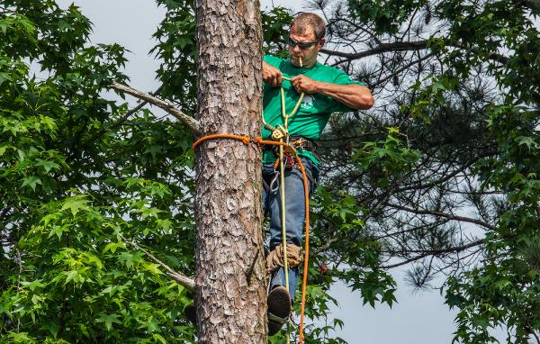 Tree Doctor Tree Services