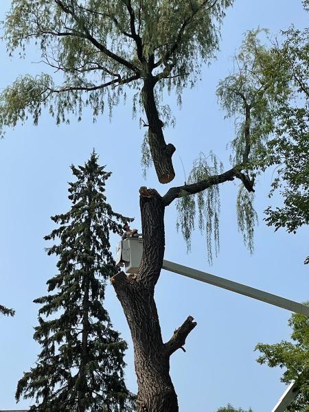 Grizzly Tree Care