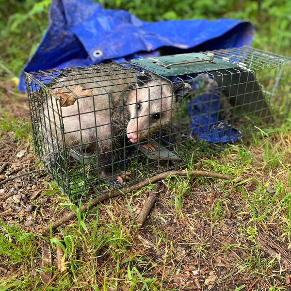 Beekman's Wildlife Control