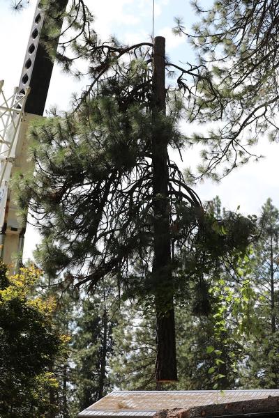 Specialty Tree Services