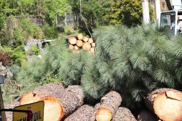 Specialty Tree Services