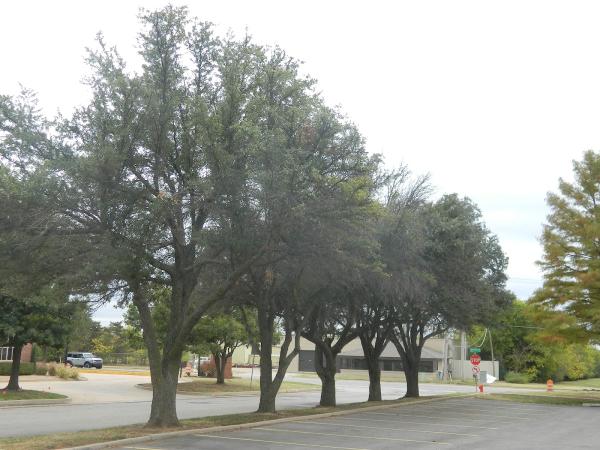 Continental Tree Service