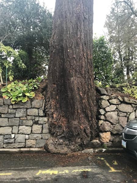 Integrated Arboricultural Solutions