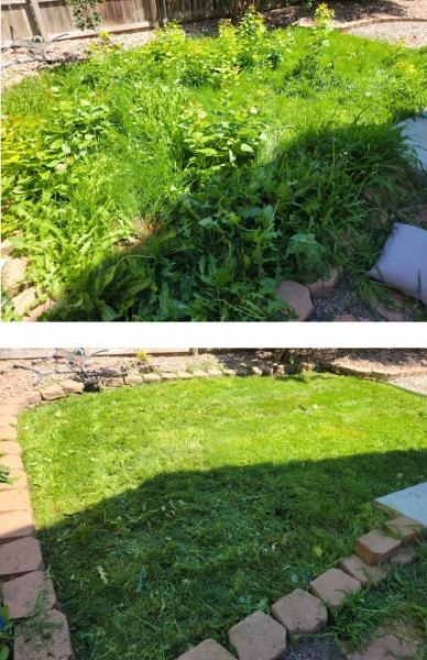 Lawn Vibes