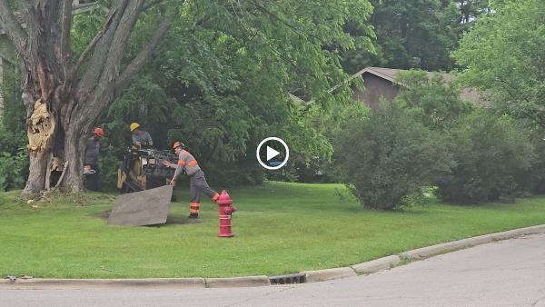 Red Oak Tree Service