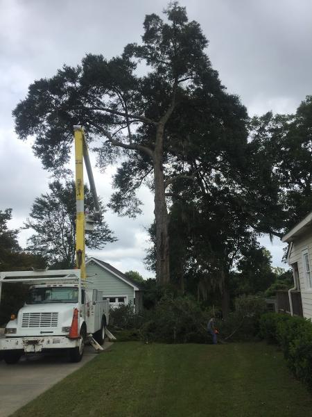 Dyess Tree Service