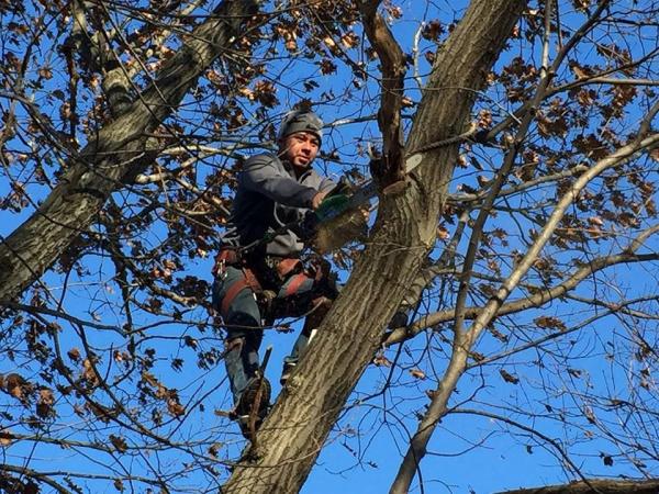 Tops Tree Service