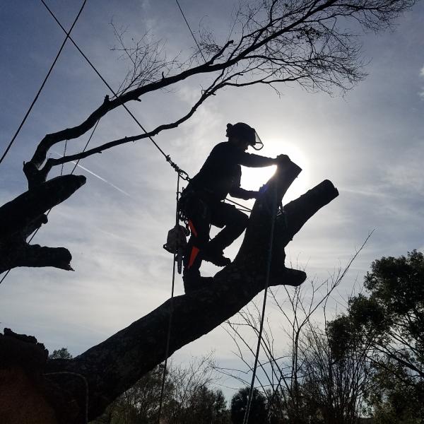 JP Trees LLC