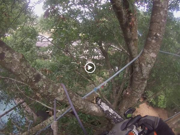 JP Trees LLC