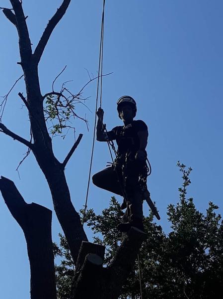 JP Trees LLC