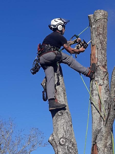 JP Trees LLC