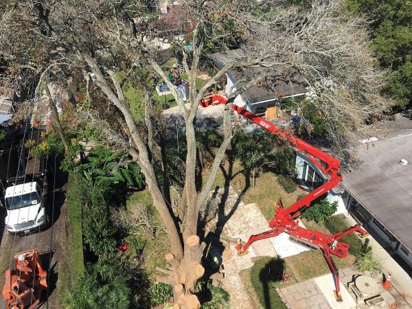JP Trees LLC
