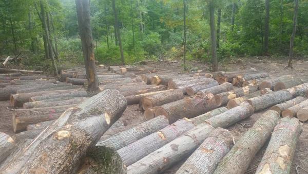 Sustainable Forestry Applications
