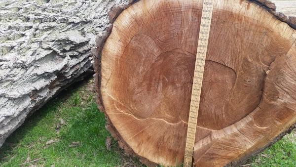 Sustainable Forestry Applications