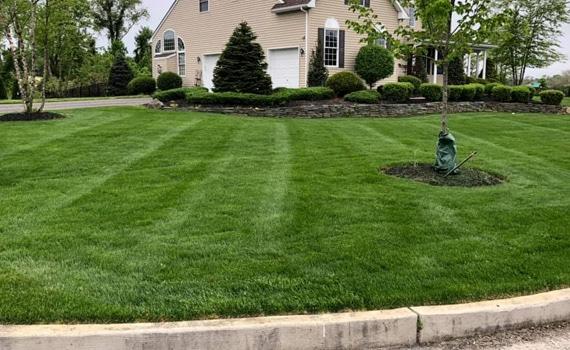 United Tree Service and Landscape