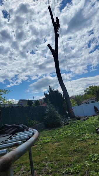 Chris Landscaping and Tree Service LLC