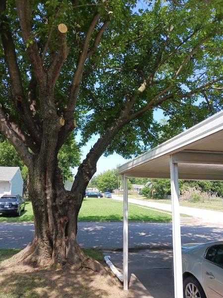 Greenman Tree Services