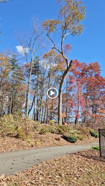 Burn's Tree & Crane LLC