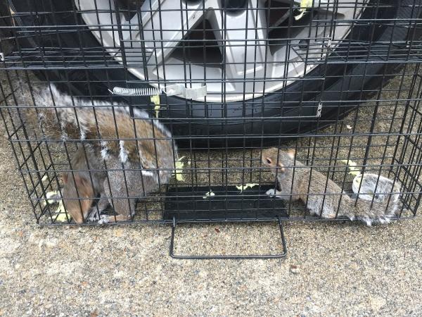 A & A Wildlife and Home Solutions
