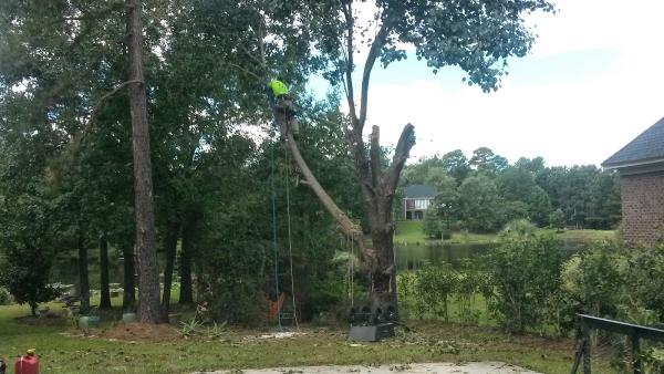 Just Trees LLC