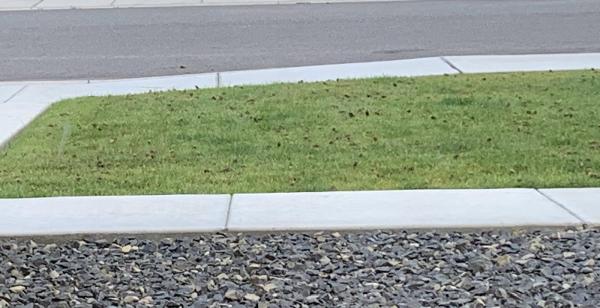 Pipo's Lawn Care Services