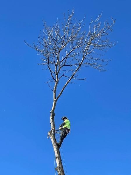 B&B Tree Service