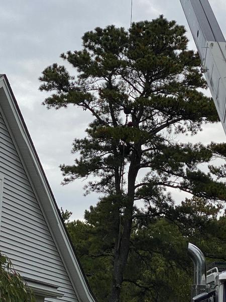 South Shore Tree Removal Inc.
