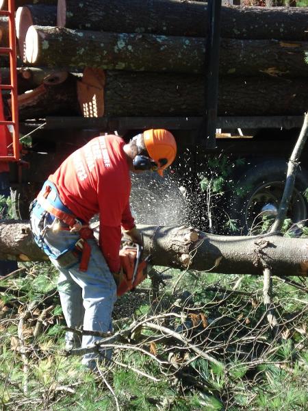 South Shore Tree Removal Inc.