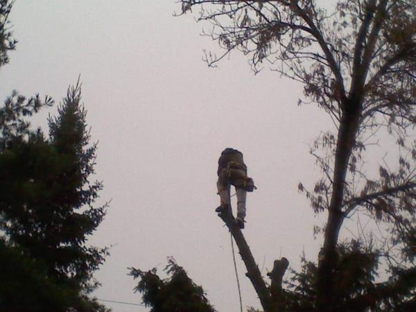 Clean Cuts Tree Service