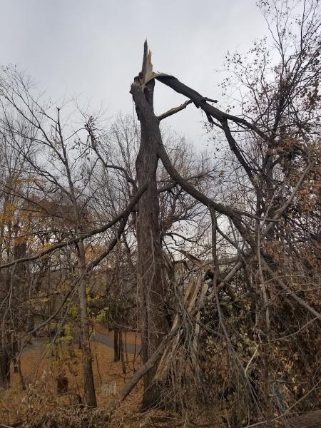Clean Cuts Tree Service