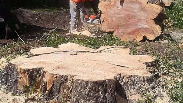Emerald Coast Stump Grinding