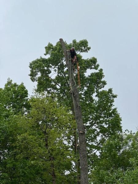 Tree Times