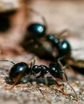 Freehold Pest Control