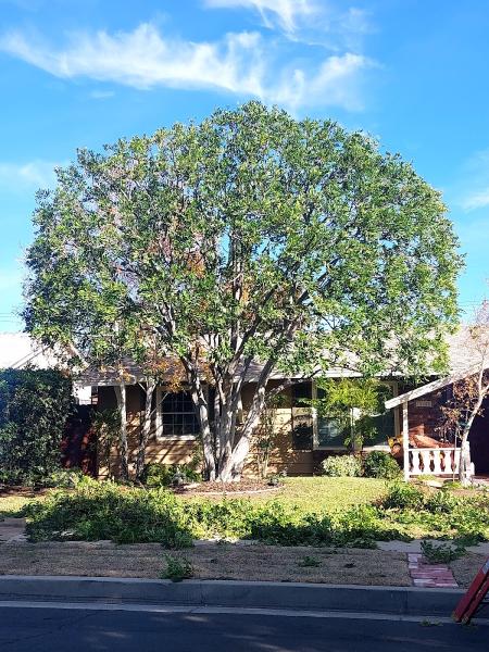 Trees 'N Things