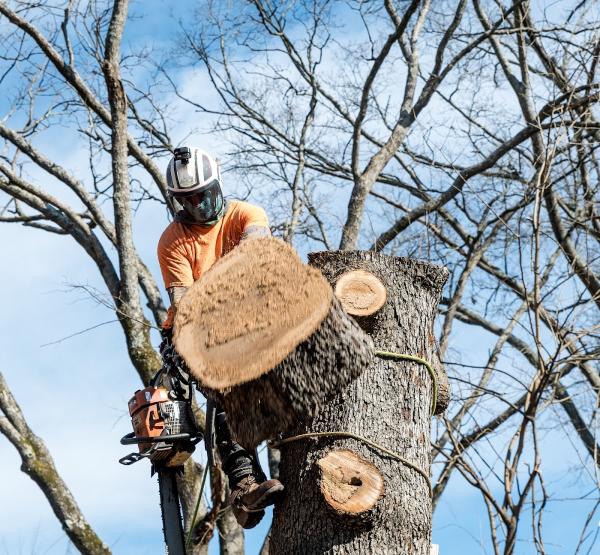 Waco Tree Service