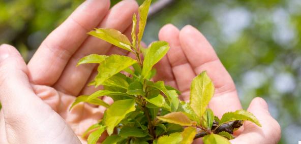 Freedom Tree Care