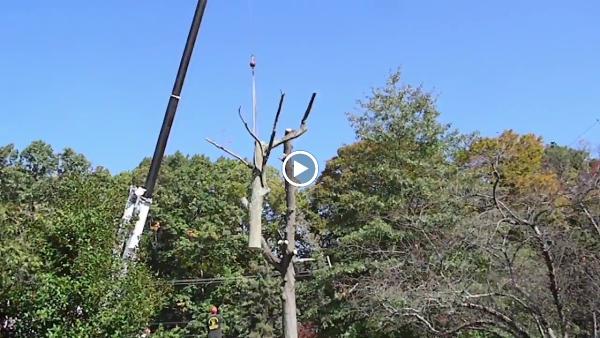 Hufnagel Tree Service