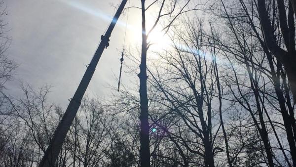 Alpine Tree Experts Inc