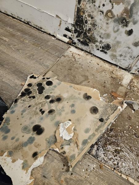 Wetdry Carpet and Restoration