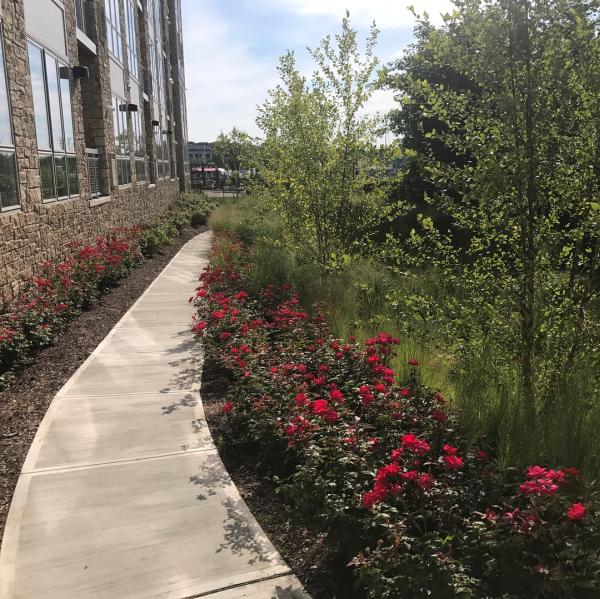Town & Country Landscape Management