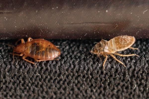 The Original Bugman Pest Elimination
