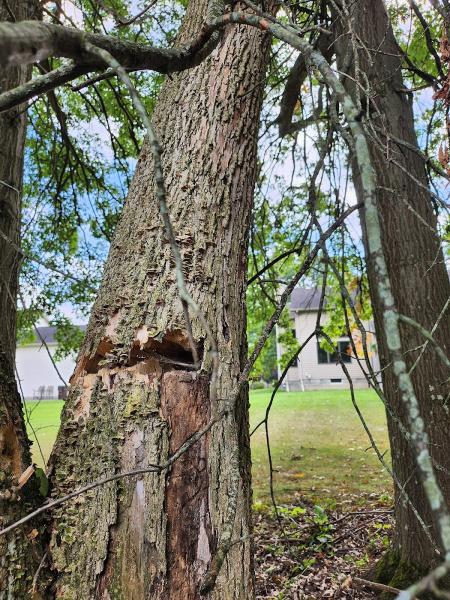 Hackett's Tree Service