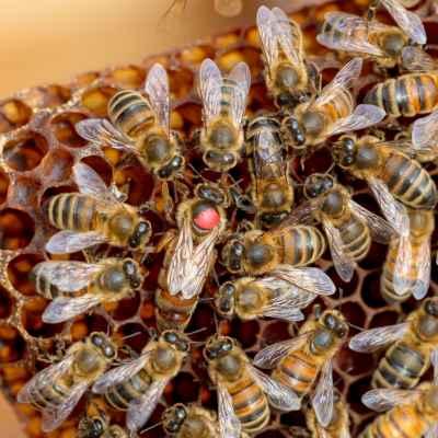 Honey Bee Genetics